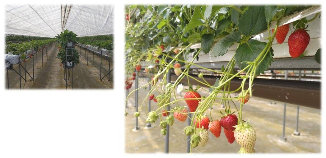 春のいちご狩り 6種類の食べ比べ