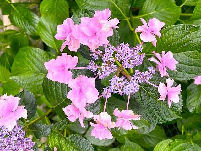 ガクアジサイ🌸
